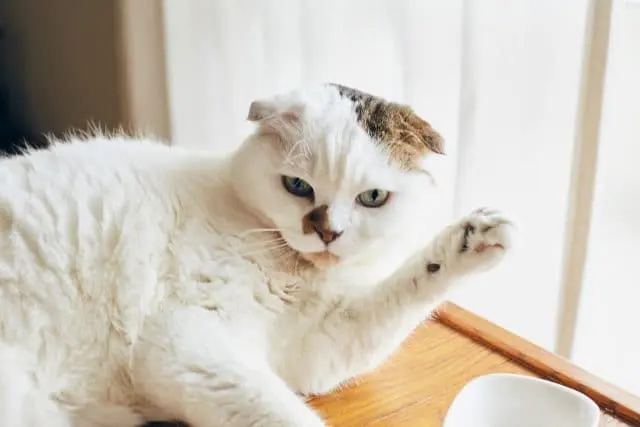 太田さんのインスタや「Cat's ISSUE」の商品のモデルにもなっている飼い猫のコムタン