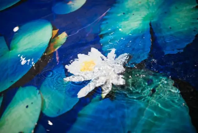 鈴木理策さんの「水鏡／Water Mirror」
