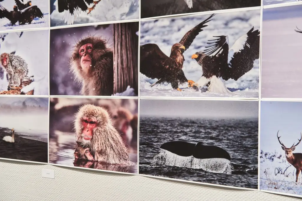 オオワシとオジロワシの写真（右上）など日本の野生動物をまとめたエリア