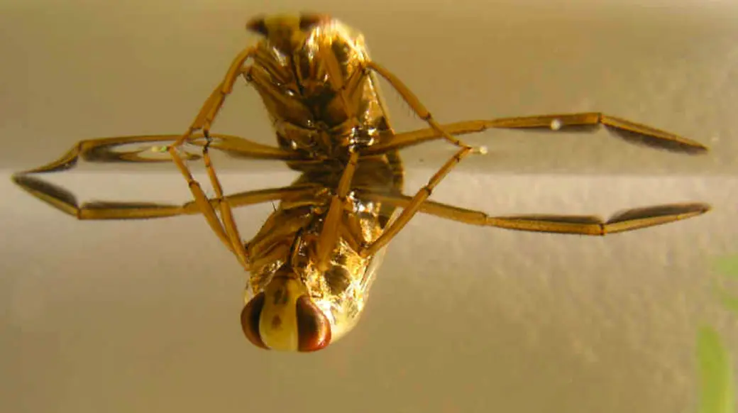 マツモムシ Wikipedia (public domain) Photograph by E. van Herk