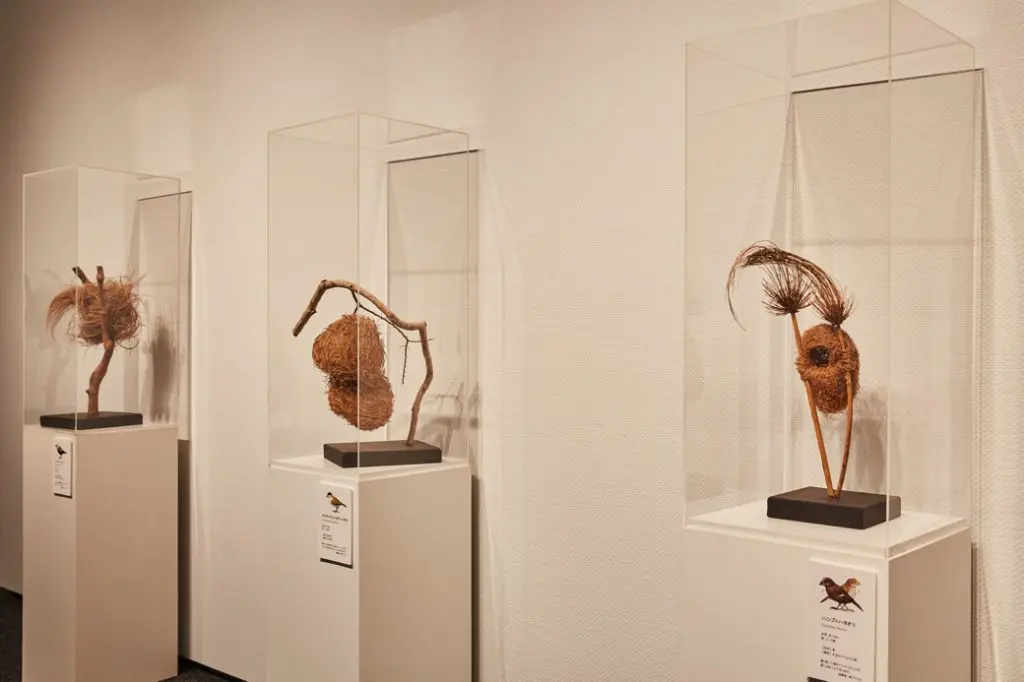 当日展示された世界各地の鳥の巣コレクション
