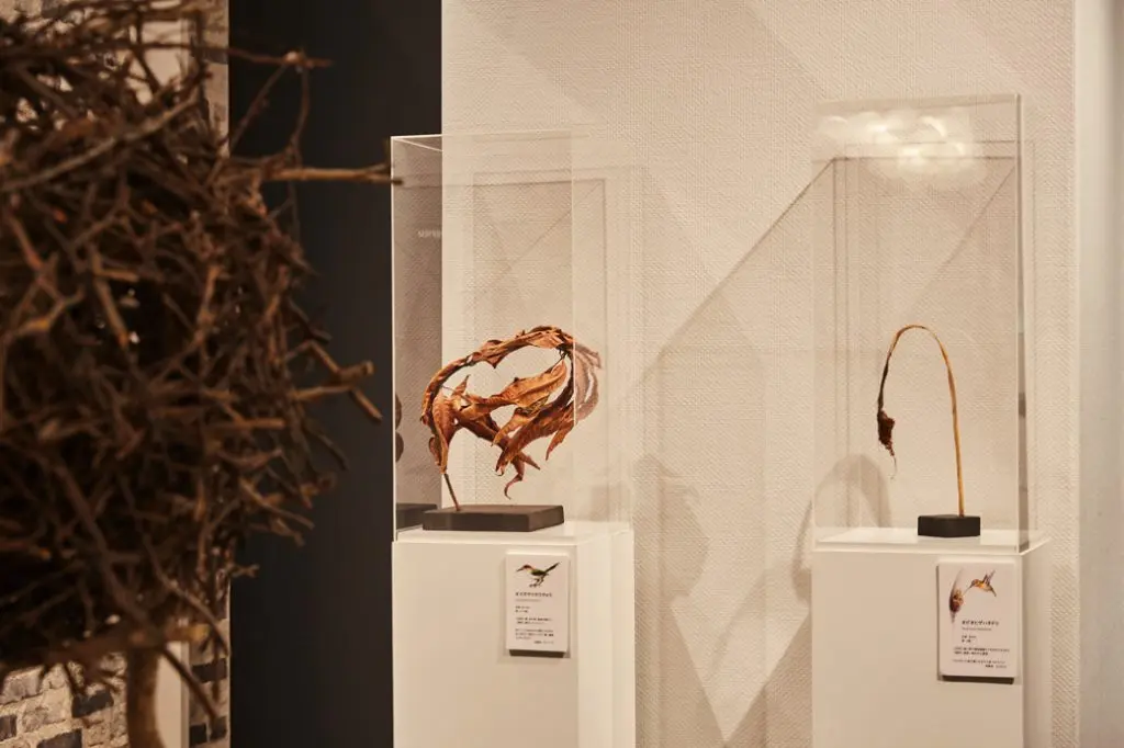 当日、会場に展示された世界各地の鳥の巣コレクション