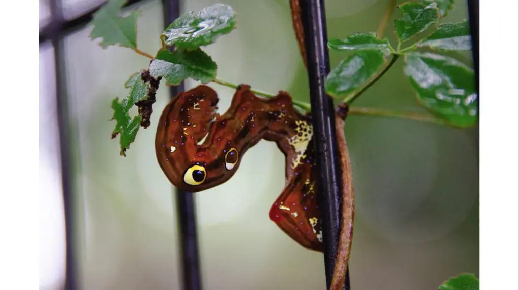 アケビコノハの幼虫