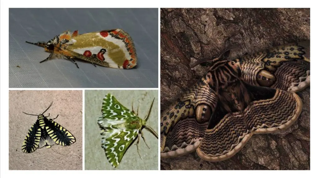 アフリカのトラガのなかま、イボタガ、アフリカのシャクガのなかま、ハグルマヨトウ