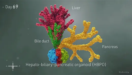 科学誌『nature』発表 研究論文CGムービー制作