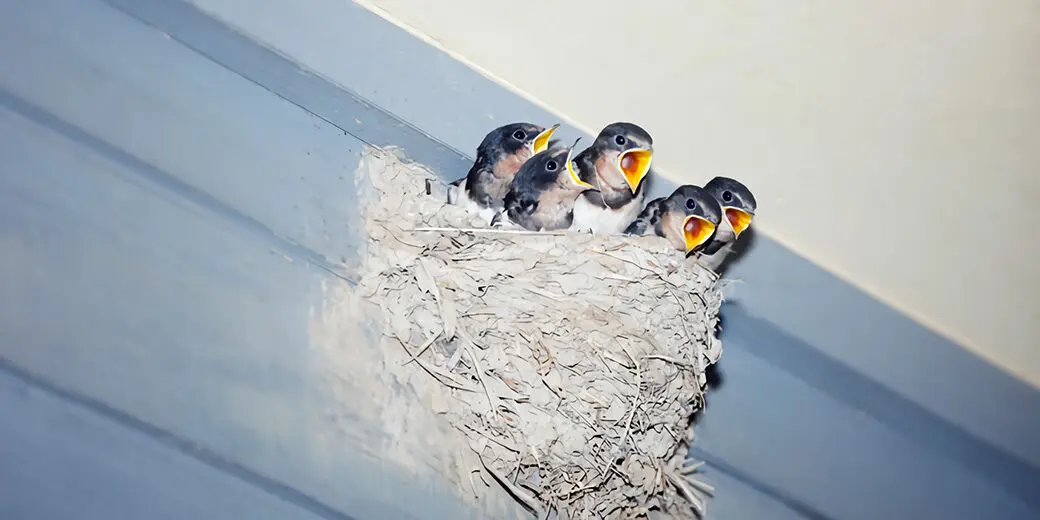 鳥の巣が教えてくれる住まいの原点