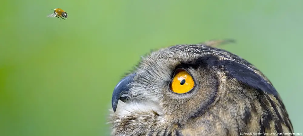 動物の生態がプロモーションに！商品が親しまれる広告アイデア